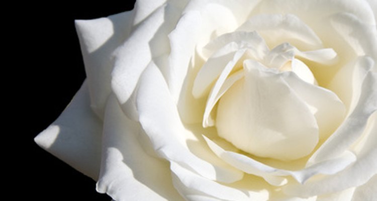 Las rosas blancas son un símbolo de pureza.