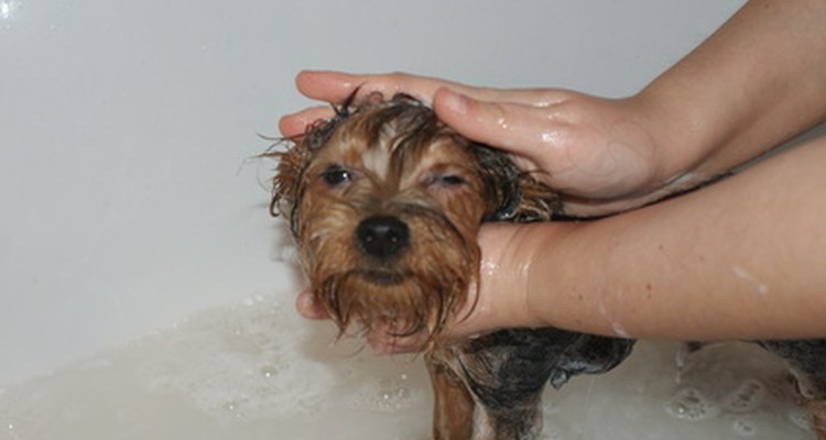 Dê banho no cachorro com Head & Shoulders