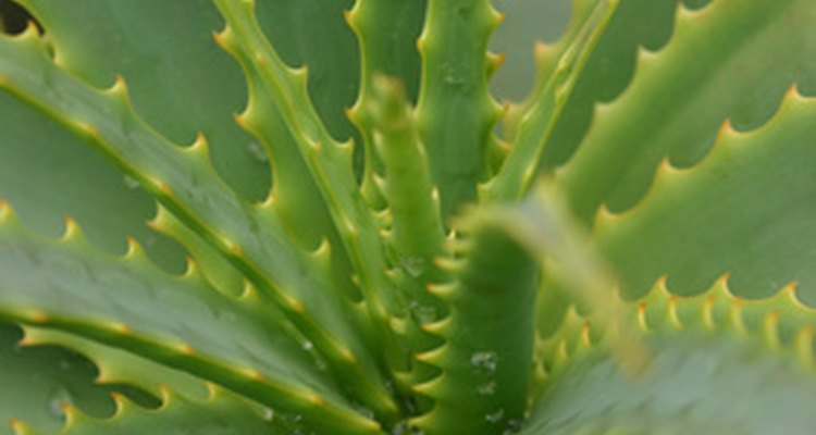 A Aloe é aplicada topicamente ou ingerida por via oral para fins medicinais