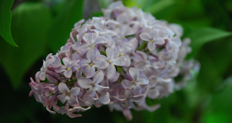 El lila es un color suave y primaveral.