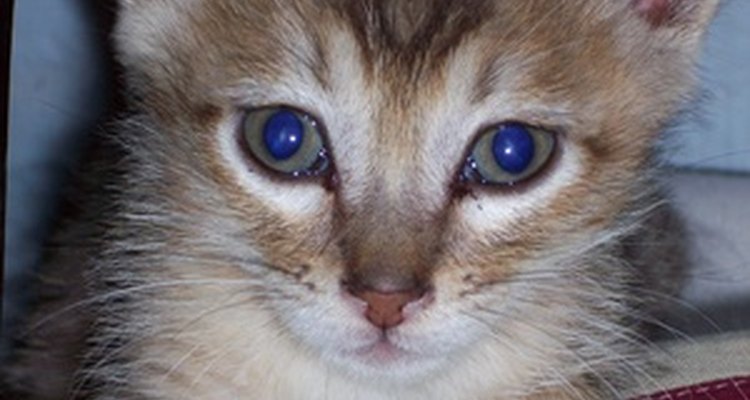 Um gatinho brincalhão pode mirar no nariz de seu dono