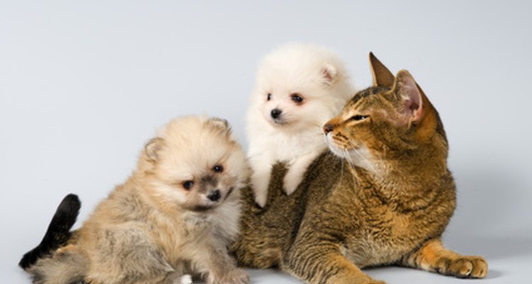 Young pets can have accidents while potty training.