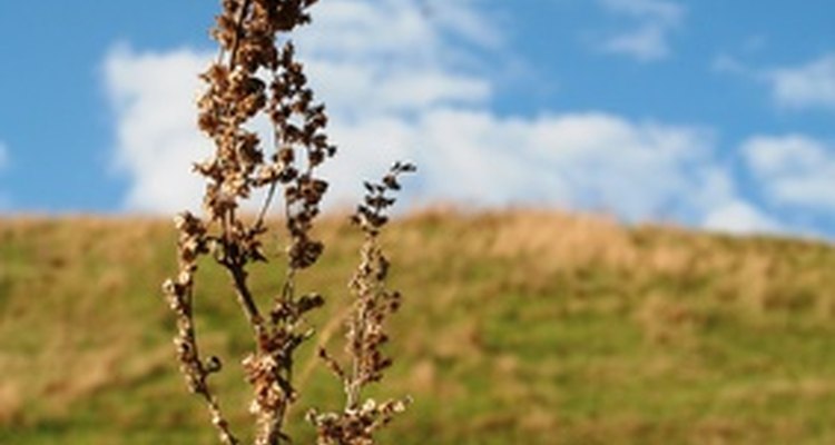 Wormwood is native to Eurasia and northern Africa.