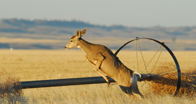 Deer use their strong legs to jump high distances.