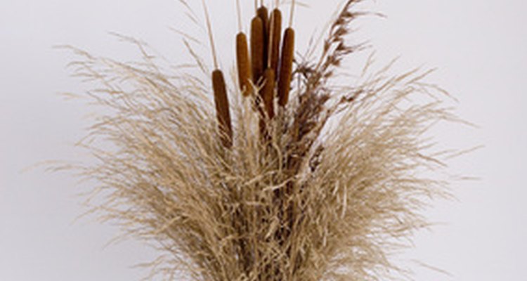 Bulrushes also keep for a long time and are therefore ideal for dried flower arrangements.