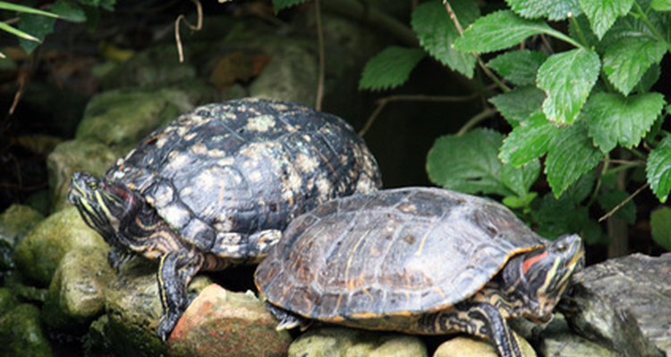 Facts about pond turtles