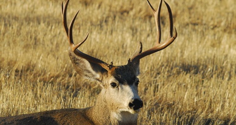 Large antlers can be carved into a variety of decorative and useful items.