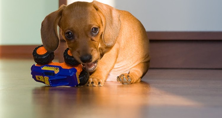 Limpe a urina do cachorro imediatamente para reduzir a chance de um odor persistente