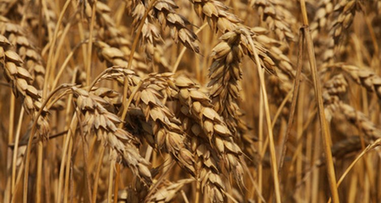 China es el productor más grande de trigo del mundo.
