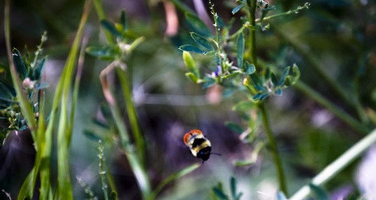 Bees are highly susceptible to household cleaners.