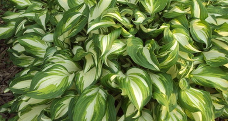 Hostas are easy to grow and thrive in shade.