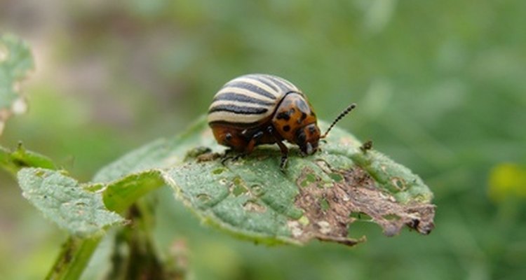 Ahora prohibido, el DDT era un pesticida eficaz contra el escarabajo de la patata.