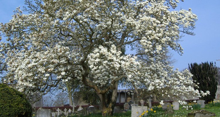 Un árbol de magnolia florecido