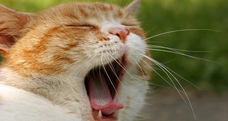 Verifique a boca do gato se ele parecer estar sentindo dor