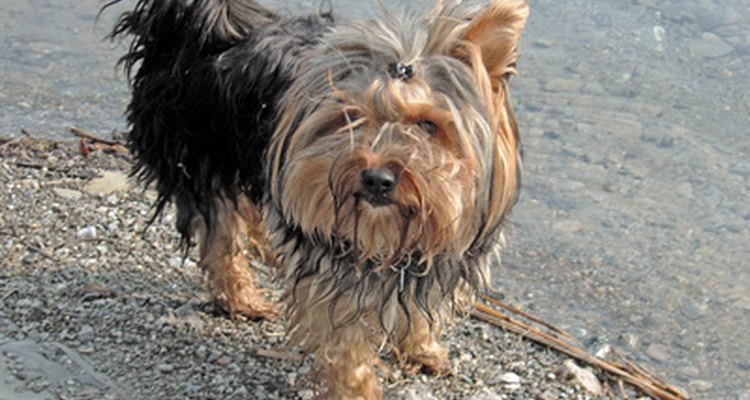Cães de pelo longo podem desenvolver emaranhados em sua pelagem