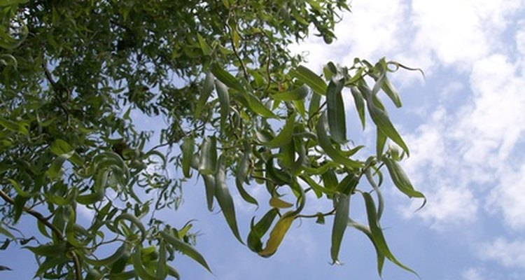 Themes of nature as a tie to humanity are prevalent in Romanticism.
