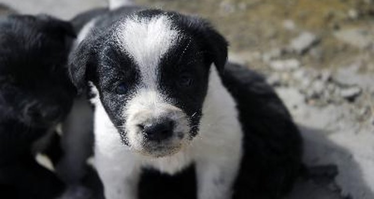 Las infecciones urinarias son dolorosas e incómodas para tu cachorro.