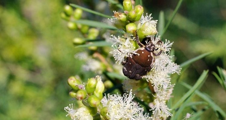 Stethorus beetles are dark-coloured beetles that feed on spider mites.