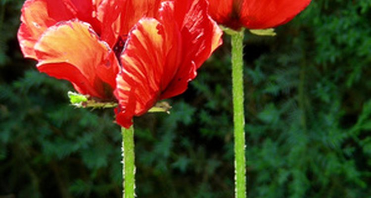 You can preserve flower blossoms using Epsom salts.