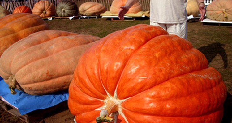 Giant Pumpkin