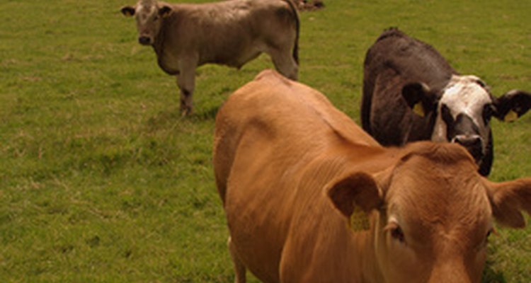 The skin of cows and pigs is used to make leather.
