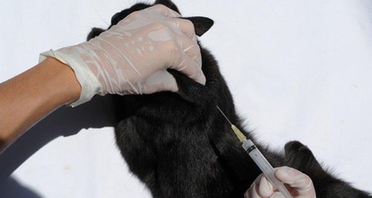 Los veterinarios realizan varias tareas diferentes.