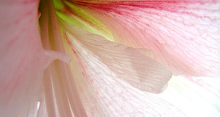 La maryllis belladonna L. es la progenitora de la mayoría de las marilis híbridas de hoy en día.