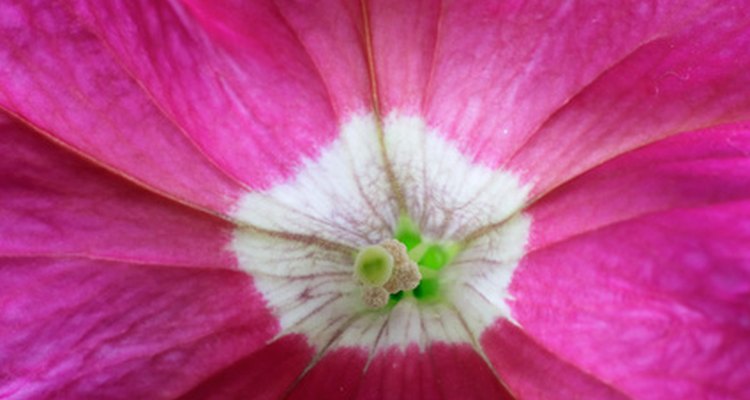 Parts of the Petunia Flower