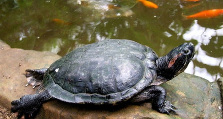 A forma e padrão do casco permitem que a tartaruga se misture ao seu ambiente