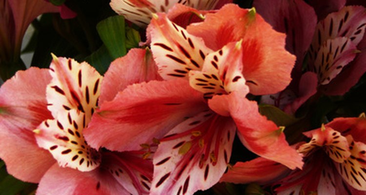 Alstroemeria produces several blossoms along a single flower stalk.