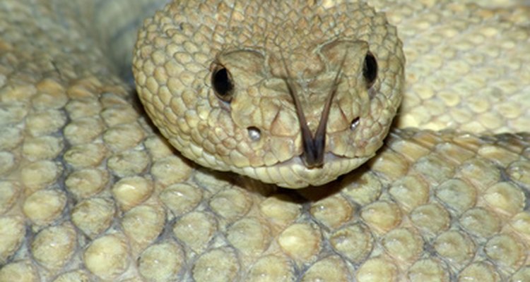 Las víboras son serpientes venenosas con órganos especiales para la detección del calor.