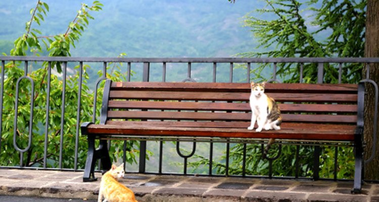 Los gatos de interior viven mucho más tiempo que los gatos al aire libre que tienen una vida útil de unos dos años.