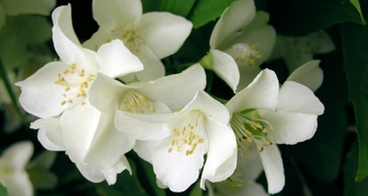 Healthy jasmine flowers and foliage.