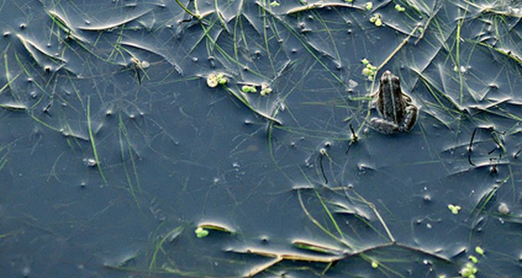 El declive de las especies de anfibios en las áreas agrícolas está ligado a la contaminación por nitrógeno.
