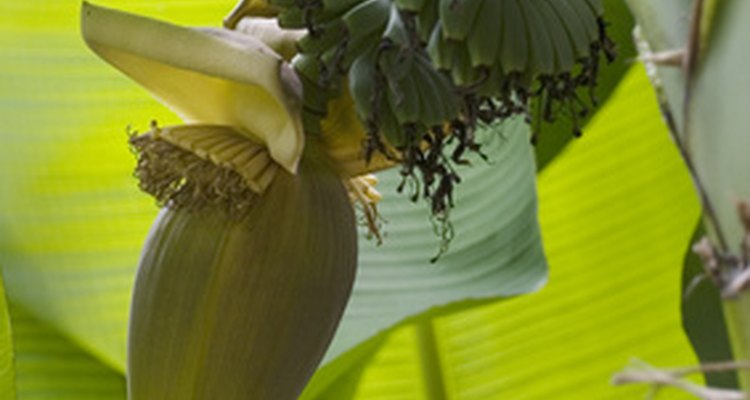 Banana leaves can grow up to four feet in length.
