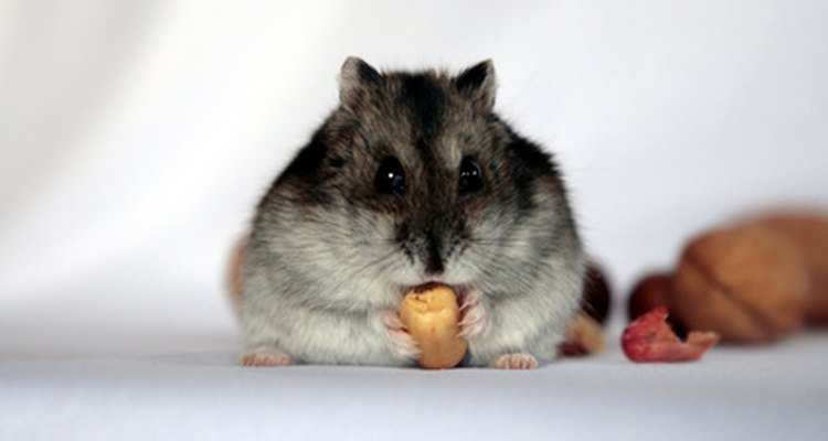 Pneumonia em hamsters precisa ser tratada imediatamente