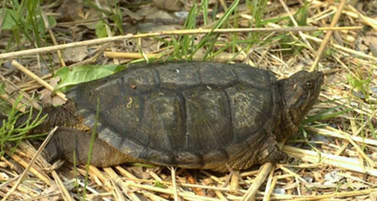Las tortugas caimán son mascotas difíciles de cuidar.