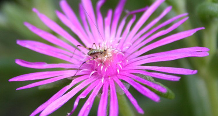 Los chupadores de hojas como los áfidos y saltamontes succionan el jugo de las plantas dejándolas amarillas y marchitas.