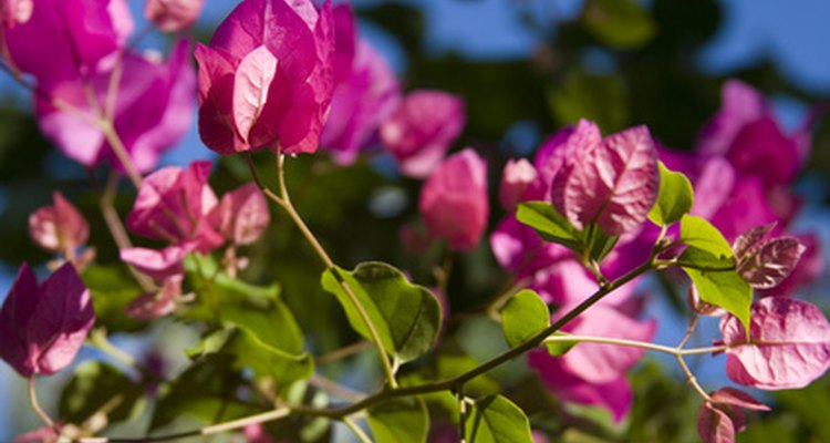 Al igual que otras flores, los colores llamativos de la buganvilia pueden atraer a los insectos.
