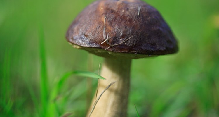 Mushroom identification is challenging