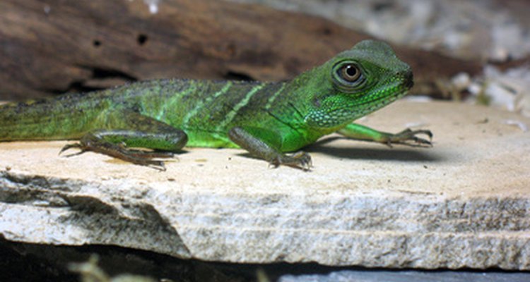 Zoonotic Diseases in Reptiles