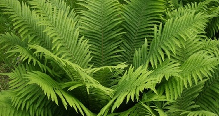 A beleza realística de plantas artificiais