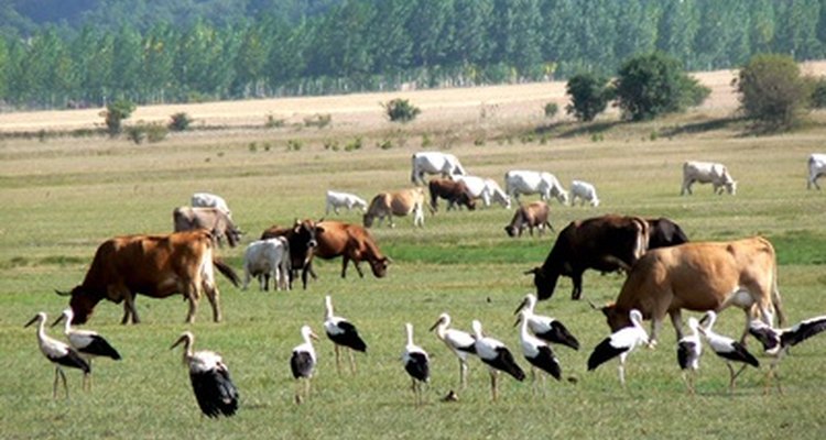 ¿Cómo se comunican los animales?