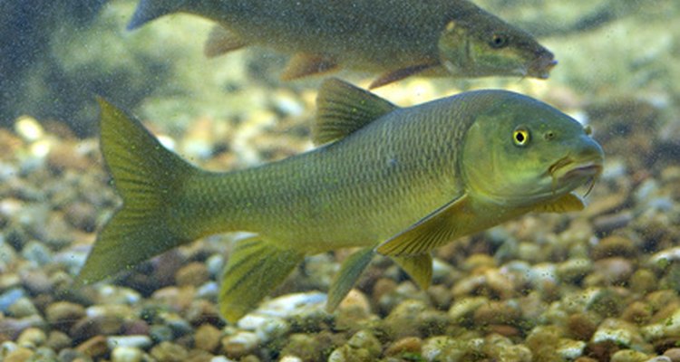 Los peces vivíparos de agua dulce necesitan un pH estable.