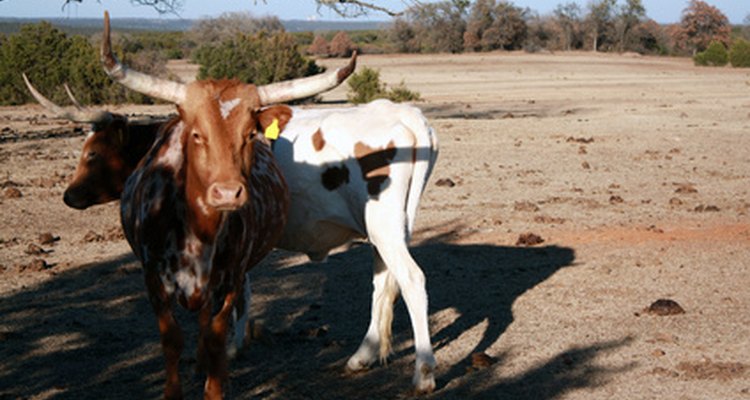 El ganado Longhorn es la única raza antigua de ganado vacuno que tiene sus raíces en Estados Unidos.