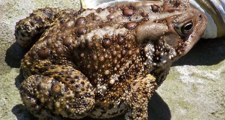 Frogs and toads symbolise immortality.