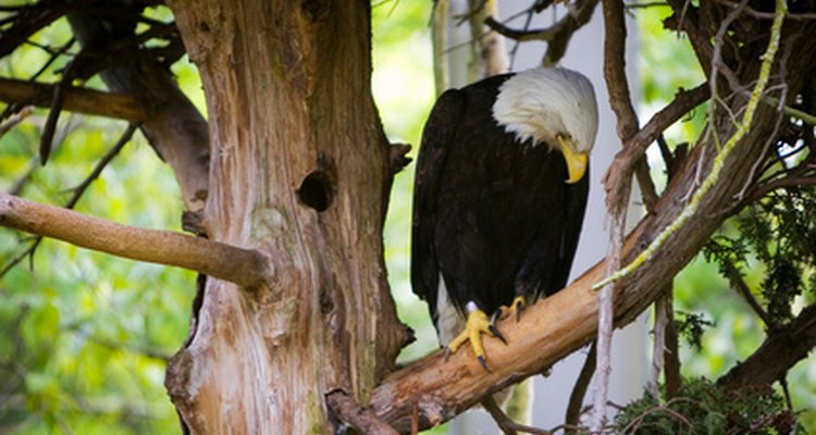 A national symbol for the United States, the bald eagle often nests in pine trees.