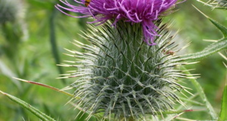 La flor nacional de Escocia, el cardo, no es la mejor flor para una cita.