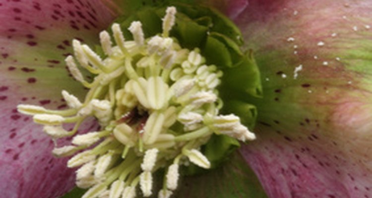 Las hellebores a menudo florecen incluso antes de los bulbos de primavera.