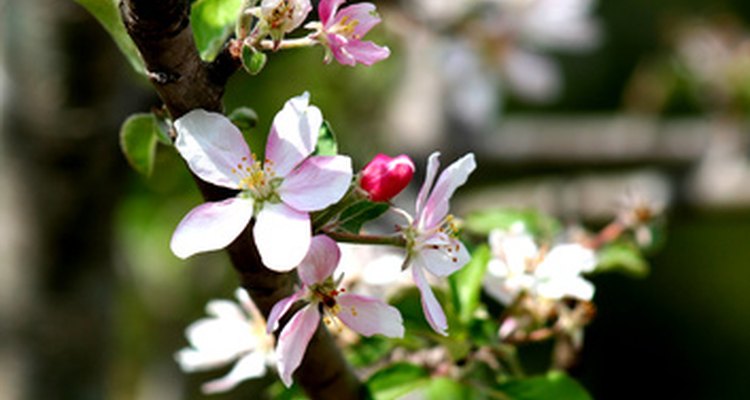 A branch of a blossoming apple tree.